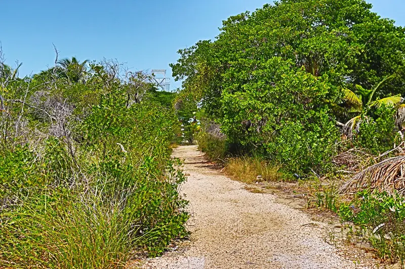 A dirt road with trees and bushes on the side.