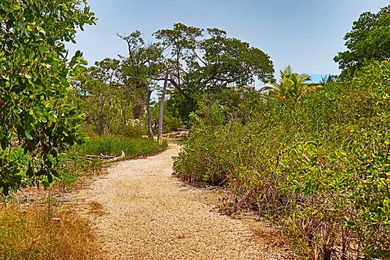 A dirt road with trees and bushes in the background.