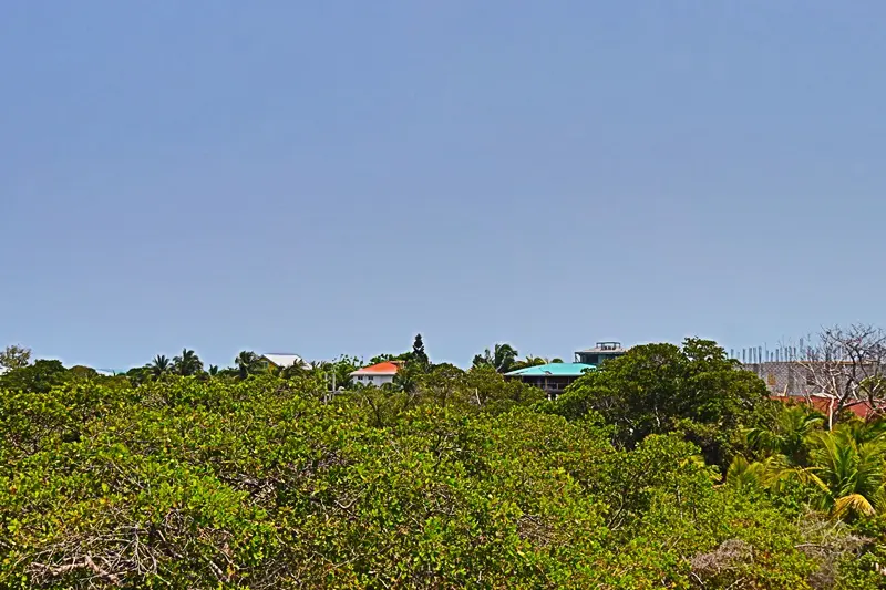 A view of trees and houses from the ground.