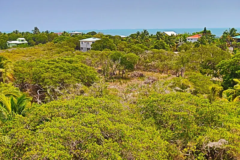 A view of trees and houses from above.