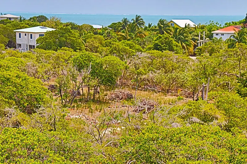 A view of trees and bushes in the foreground.