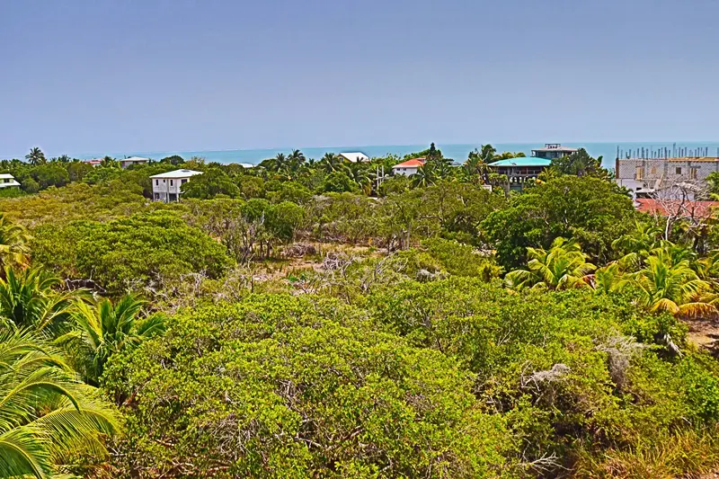 A view of some trees and houses from above.