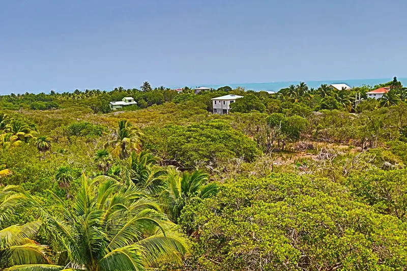 A view of some trees and bushes in the distance.