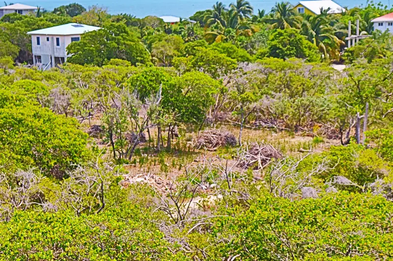 A view of some trees and bushes in the grass.