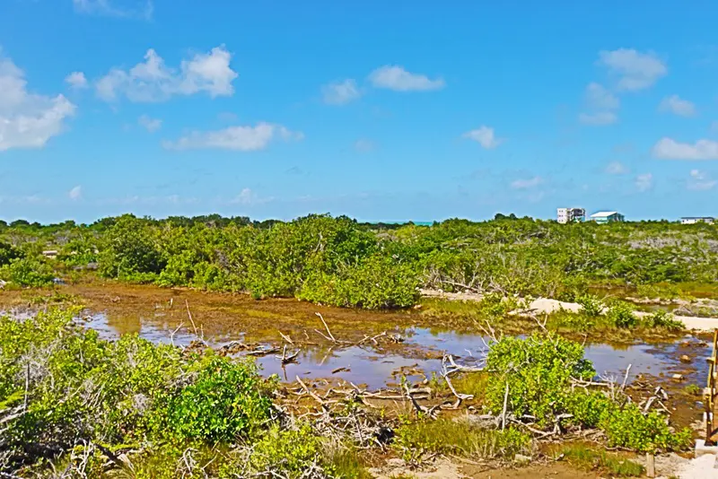 A muddy river running through the middle of a field.