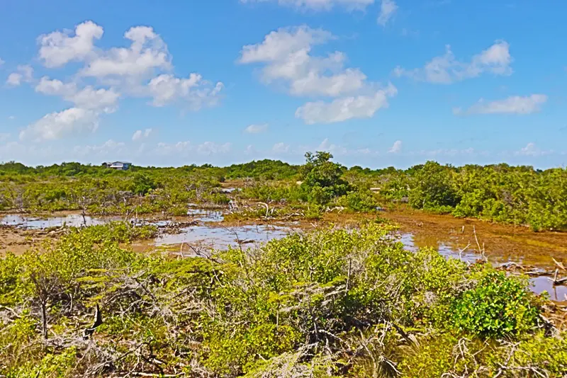 A view of some bushes and water in the middle of a field.