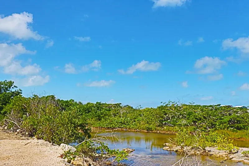 A small pond in the middle of a forest.