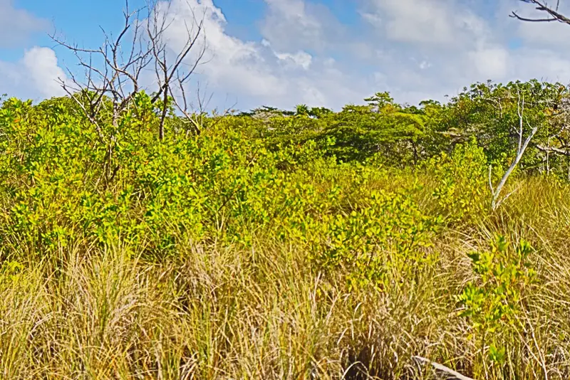 A field with tall grass and bushes in the background.