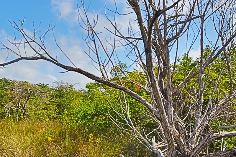 A tree with no leaves in the middle of a field.