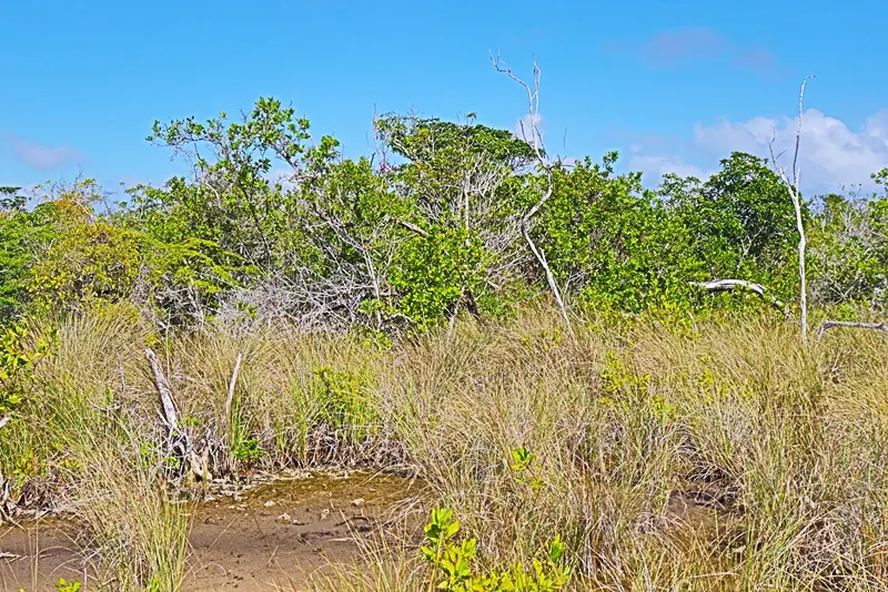 A field with trees and bushes in the background.