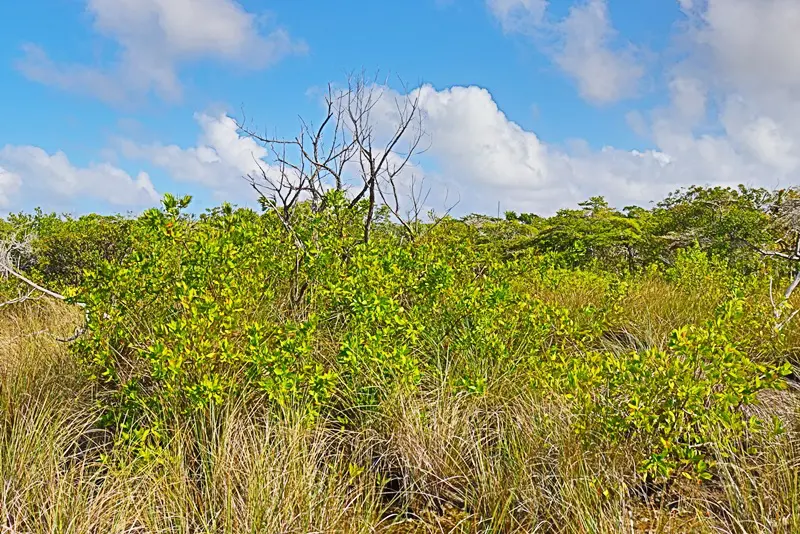 A grassy area with trees and bushes in the background.