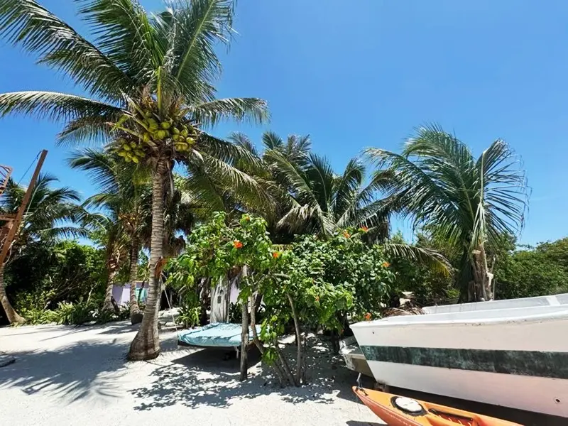 A beach with boats and palm trees on it.