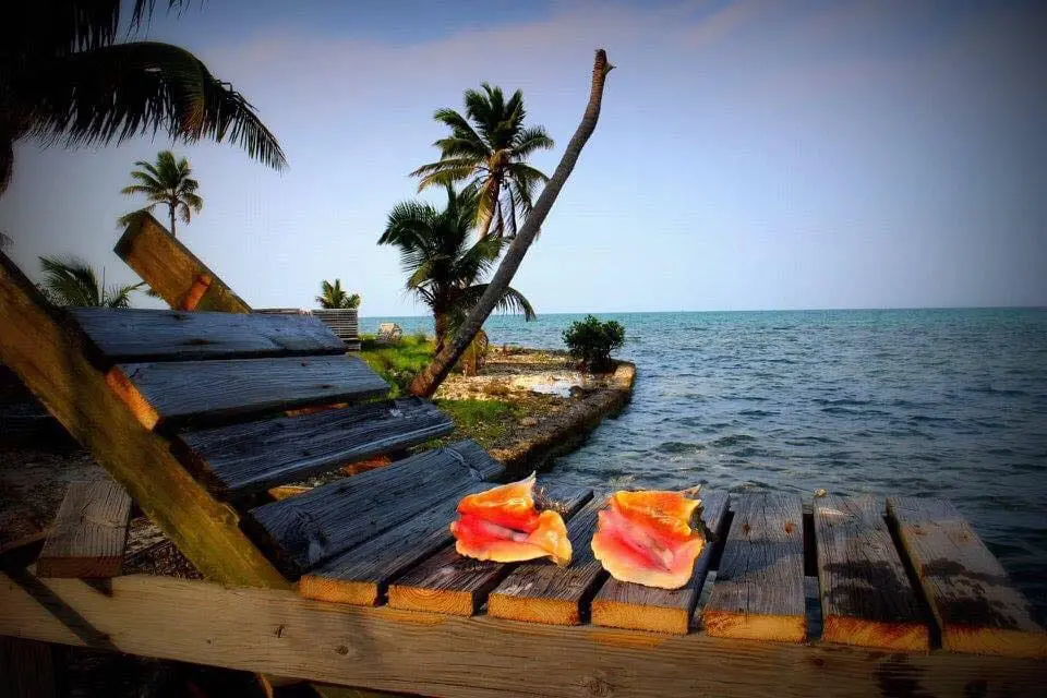 A wooden bench with two sandwiches on top of it.