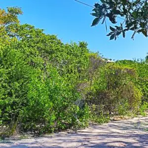 solid_residential_lot_1090_012_caye_caulker_belize