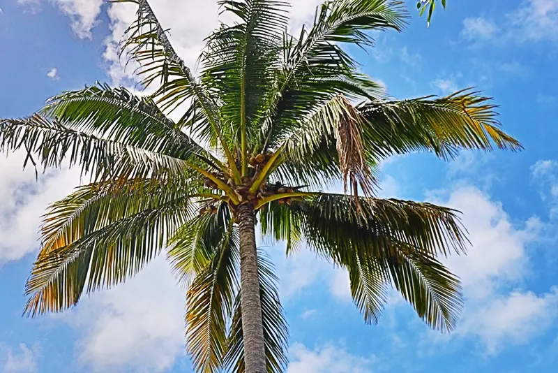 A palm tree with green leaves against the sky.