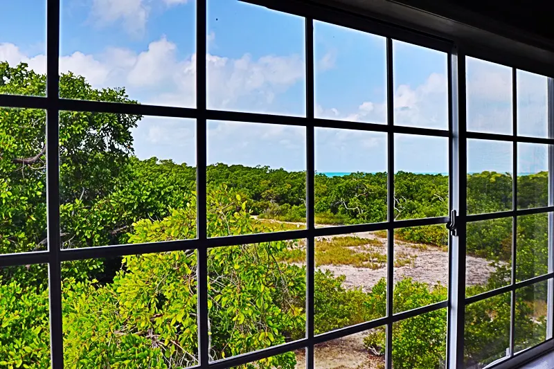 A window with a view of trees and bushes.