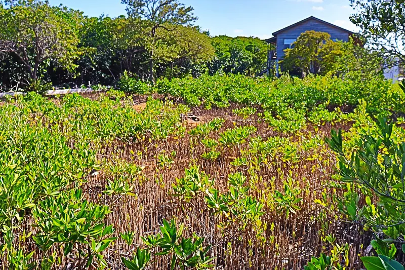 A field of green plants and trees in front of a house.