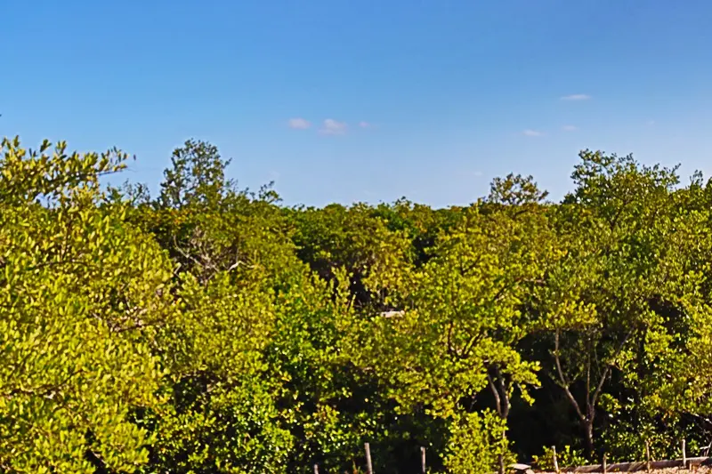 A view of trees in the distance with blue sky above.