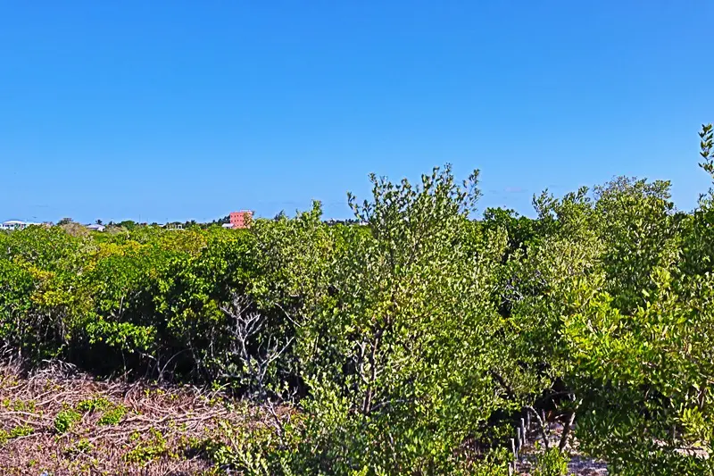 A view of some bushes and trees in the distance.