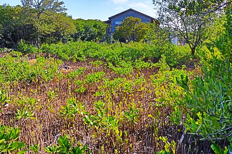 A field with many plants and bushes in the background.