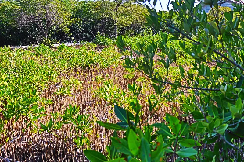 A field with many plants and trees in the background