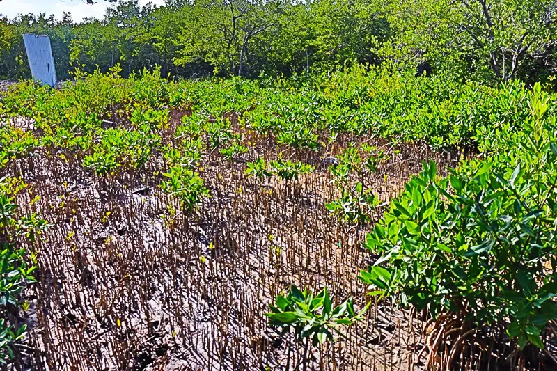 A field with many plants growing in it