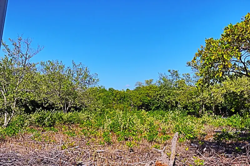 A view of trees and bushes in the distance.