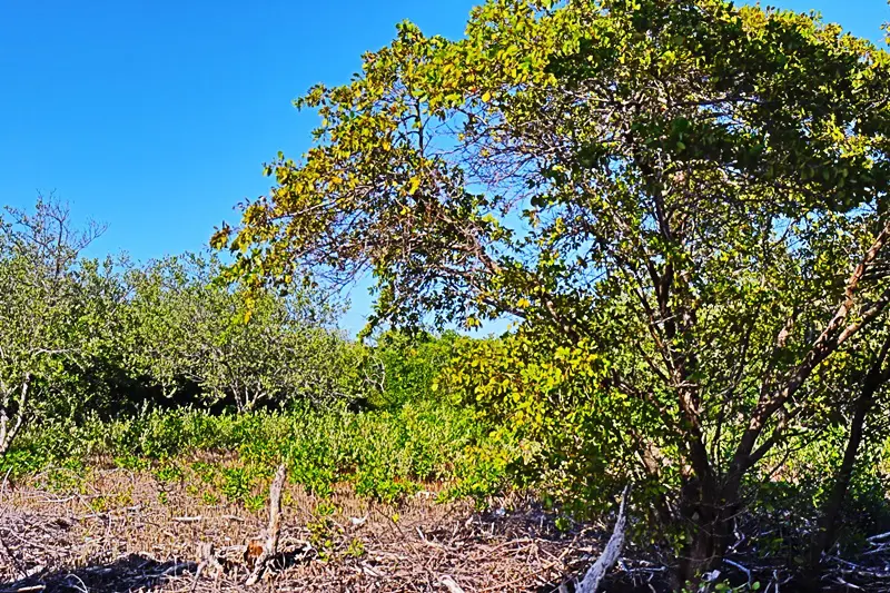 A tree is shown in the middle of a field.