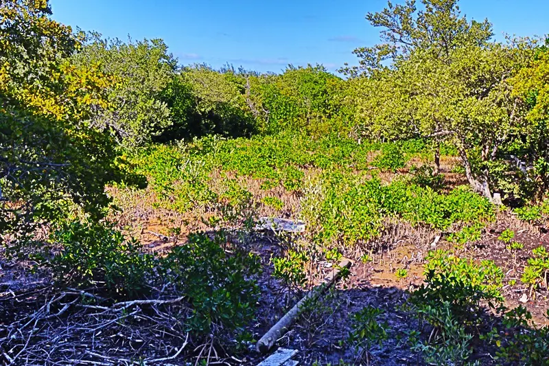 A large field with trees and bushes in the background.