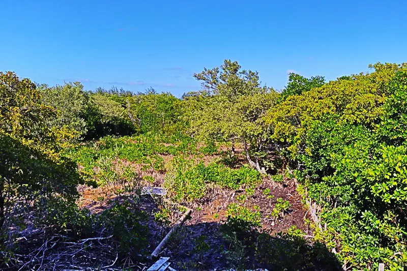 A view of trees and bushes from above.