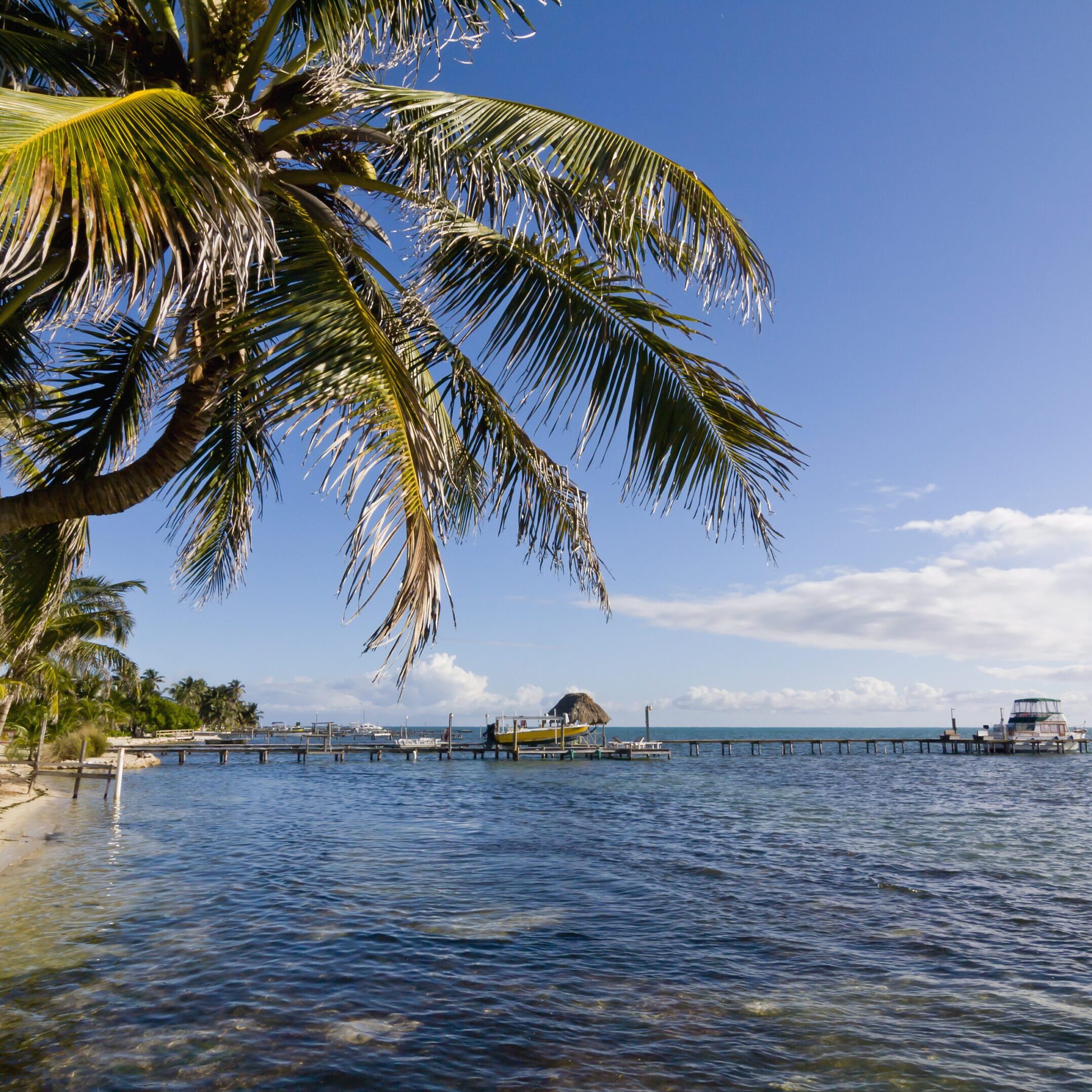 A palm tree on the beach with boats in it.