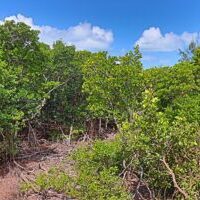 tropic_hideaway_lot_011_caye_caulker_belize